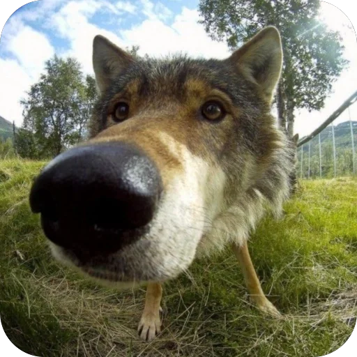 🫥 Стикер «Волк» для Telegram
