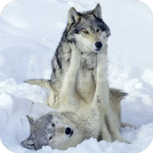 🫥 Стикер «Волк» для Telegram