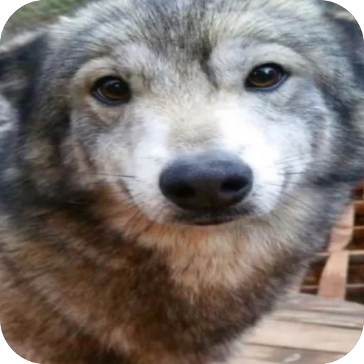 🫥 Стикер «Волк» для Telegram
