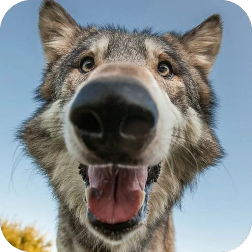 🫥 Стикер «Волк» для Telegram
