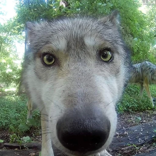 🐾 Стикер «Волк» для Telegram