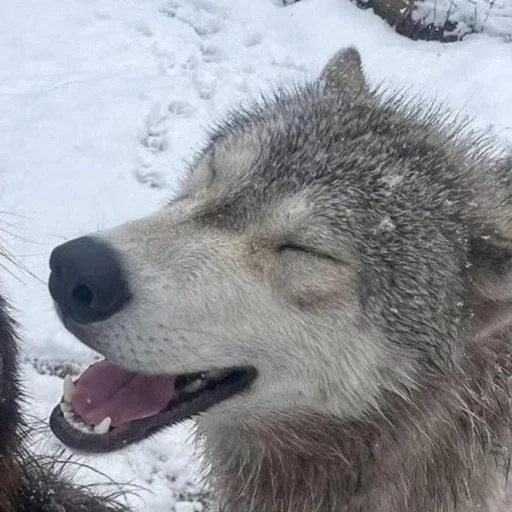 🐾 Стикер «Волк» для Telegram