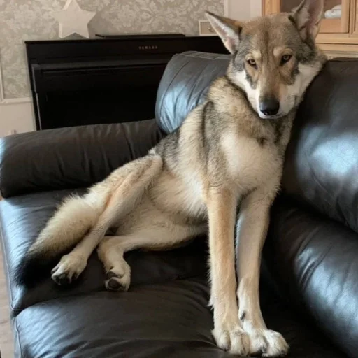 🐾 Стикер «Волк» для Telegram