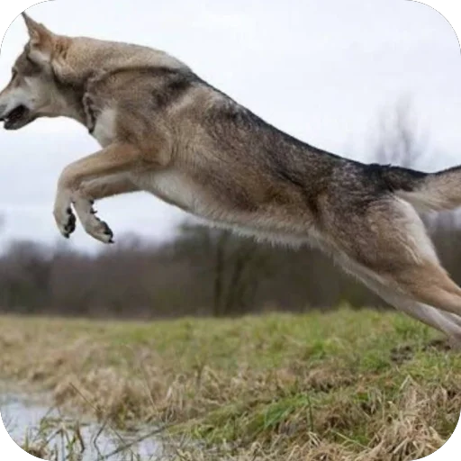 🫥 Стикер «Волк» для Telegram