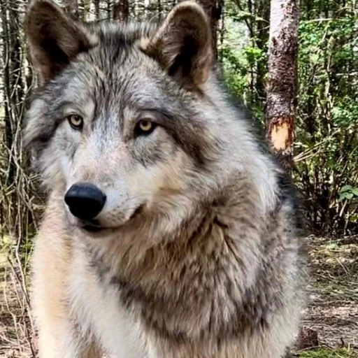 🐾 Стикер «Волк» для Telegram