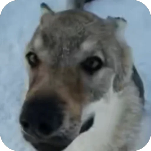 🫥 Стикер «Волк» для Telegram