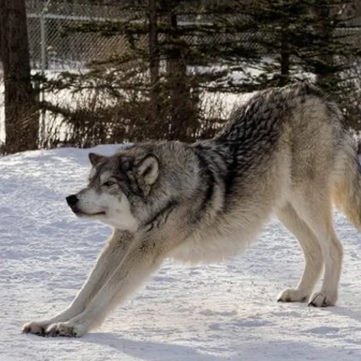 🐾 Стикер «Волк» для Telegram