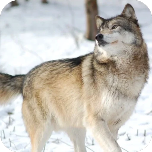 🫥 Стикер «Волк» для Telegram