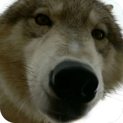 🫥 Стикер «Волк» для Telegram