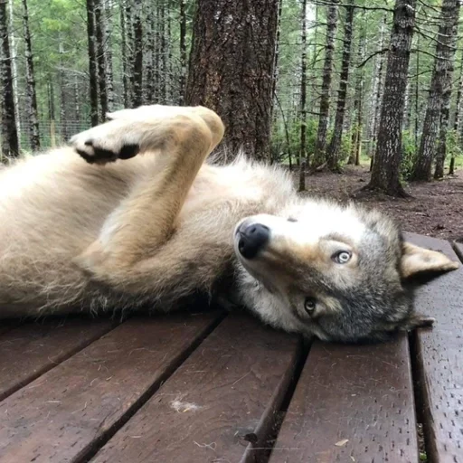 🐾 Стикер «Волк» для Telegram