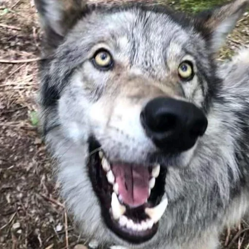 🐾 Стикер «Волк» для Telegram