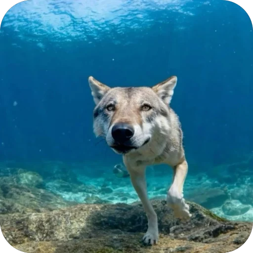 🫥 Стикер «Волк» для Telegram