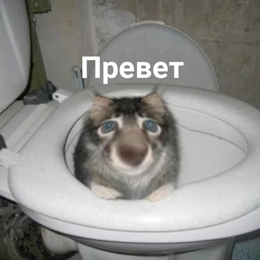 👋 Стикер «выпукиваем котов» для Telegram