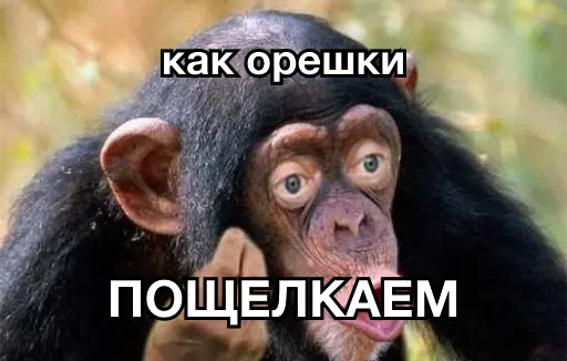 🥜 Стикер «8let» для Telegram