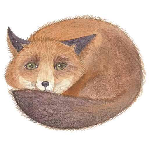 🦊 Стикер «Ника Кот» для Telegram