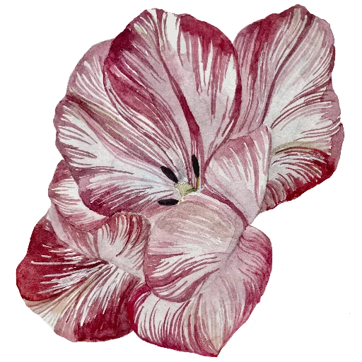 🌺 Стикер «Ника Кот» для Telegram