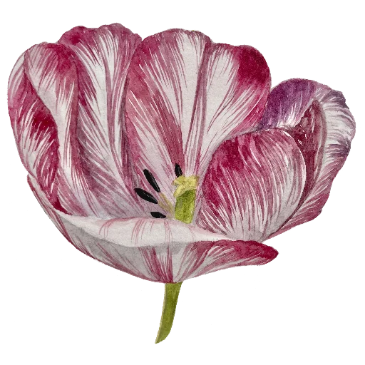 🌸 Стикер «Ника Кот» для Telegram