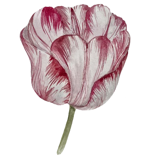 🌷 Стикер «Ника Кот» для Telegram