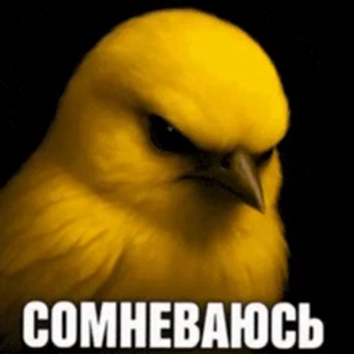🤩 Стикер «Birds Memes» для Telegram