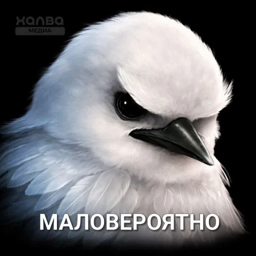 🤩 Стикер «Birds Memes» для Telegram