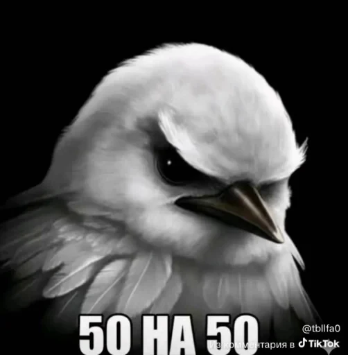 🤩 Стикер «Birds Memes» для Telegram