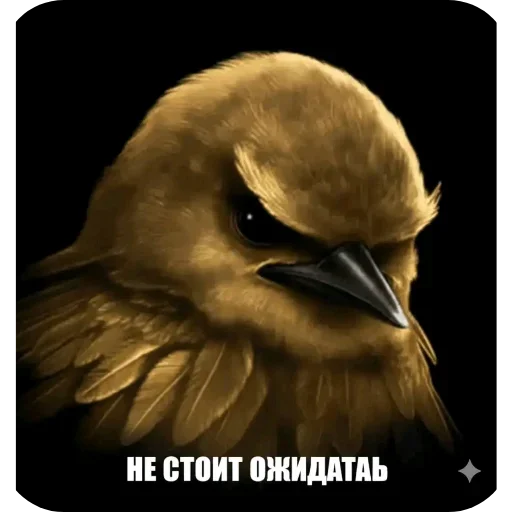 🐦 Стикер «Birds Memes» для Telegram
