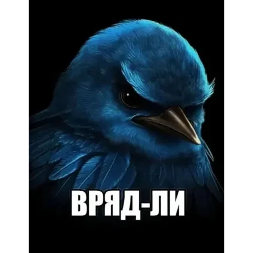 Стикерпак Birds Memes для Telegram