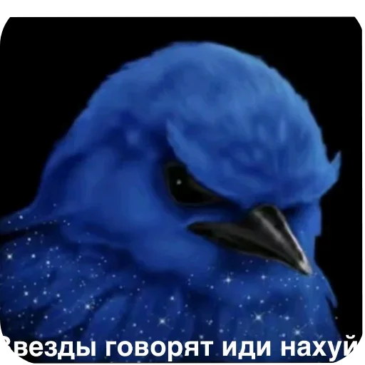 🐦 Стикер «Birds Memes» для Telegram