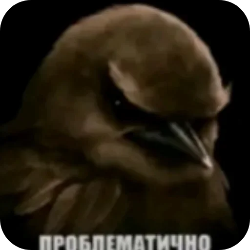 🐦 Стикер «Birds Memes» для Telegram