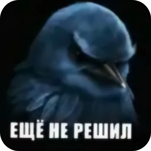 🐦 Стикер «Birds Memes» для Telegram
