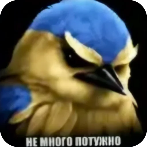 🐦 Стикер «Birds Memes» для Telegram