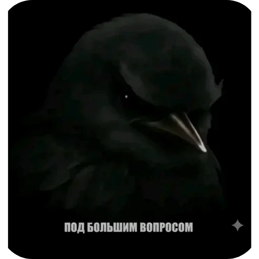 🐦 Стикер «Birds Memes» для Telegram