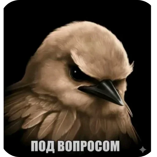 🐦 Стикер «Birds Memes» для Telegram