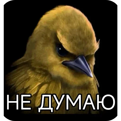 🐦 Стикер «Birds Memes» для Telegram