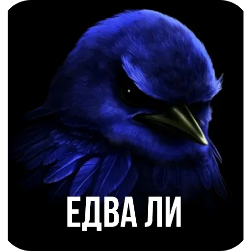 🐦 Стикер «Birds Memes» для Telegram