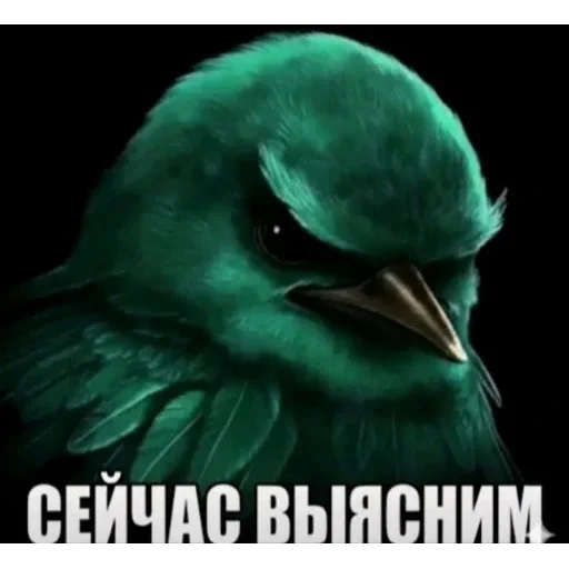 🐦 Стикер «Birds Memes» для Telegram