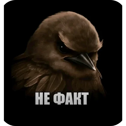 🐦 Стикер «Birds Memes» для Telegram