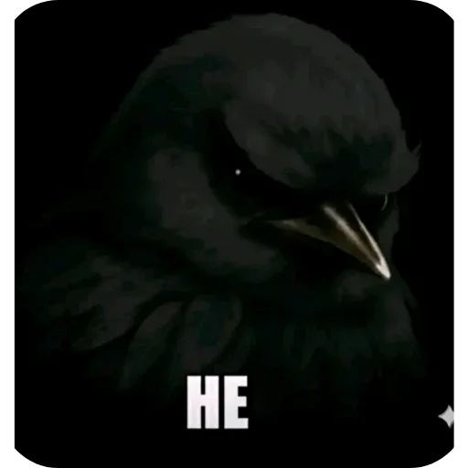🐦 Стикер «Birds Memes» для Telegram