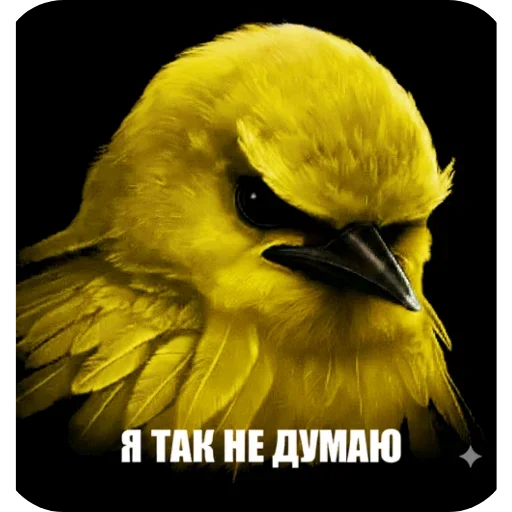 🐦 Стикер «Birds Memes» для Telegram