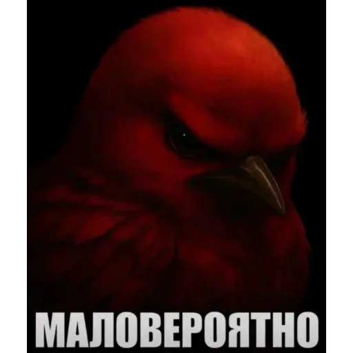 🐦 Стикер «Birds Memes» для Telegram