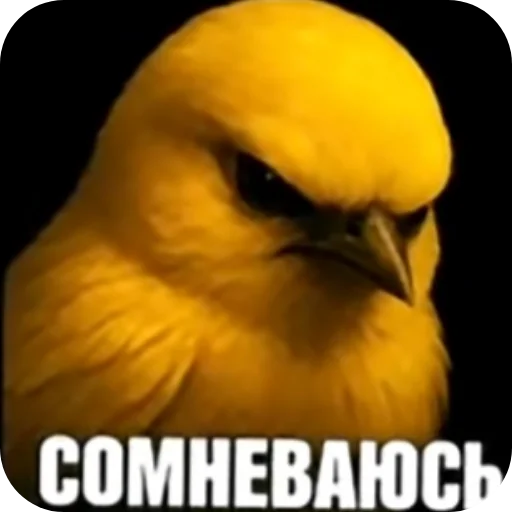 🐦 Стикер «Вряд-ли» для Telegram