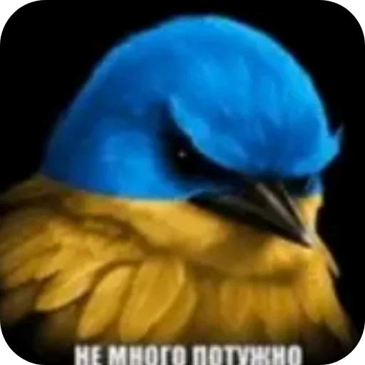 🐦 Стикер «Вряд-ли» для Telegram