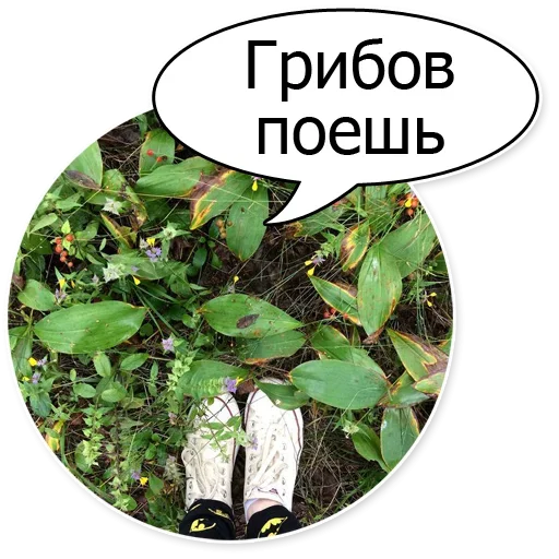 🍄 Стикер «Шок Шлёп и всем звёздочек» для Telegram