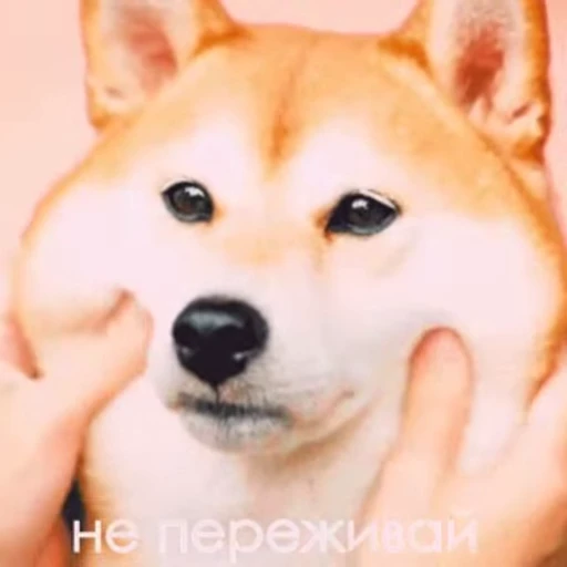 Стикерпак Success для Telegram