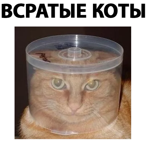 Стикерпак Всратые Коты для Telegram