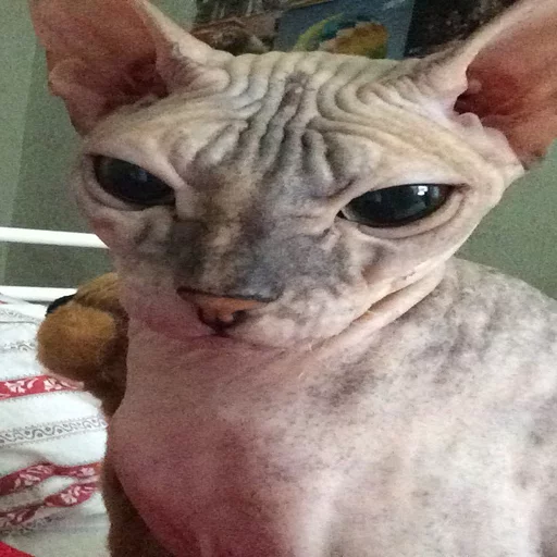 🐱 Стикер «Всратые Коты» для Telegram