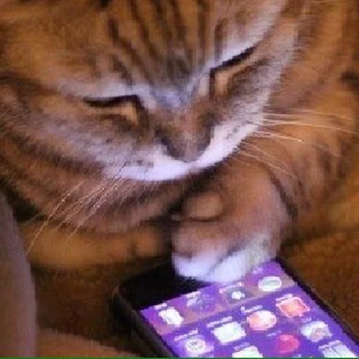 🐱 Стикер «Всратые Коты» для Telegram