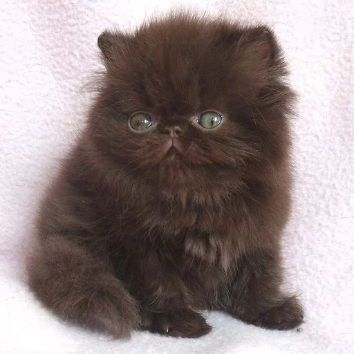 🐱 Стикер «Всратые Коты» для Telegram