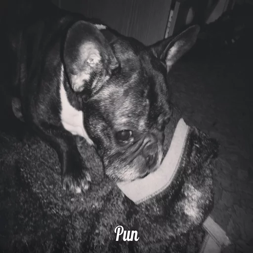 🐶 Стикер «Всратые Коты» для Telegram