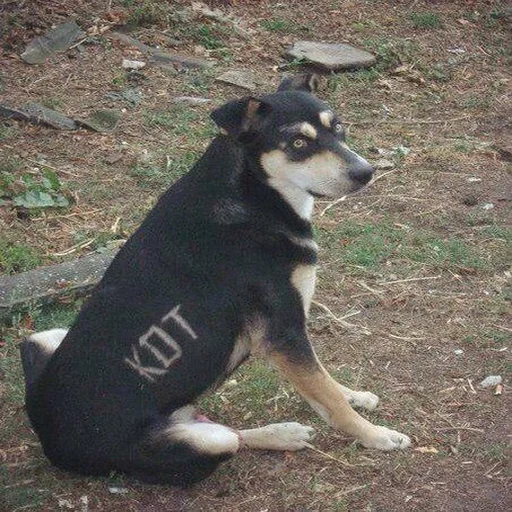🐶 Стикер «Всратые Коты» для Telegram
